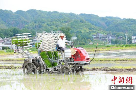 在贵州剑河县南明镇南明大坝，农户驾驶插秧机在田间插秧。　杨家孟 摄