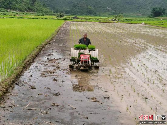水稻机械化耕作 林丽格 摄