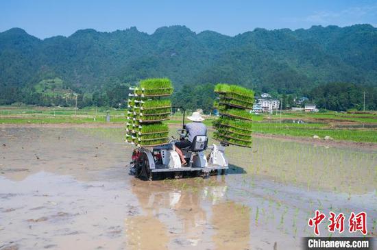 在贵州务川仡佬族苗族自治县，农户驾驶插秧机移栽水稻。　唐哲 摄