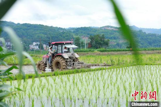 在贵州剑河县南明镇南明大坝，农机手驾驶农机在翻耕稻田。　杨光裢 摄