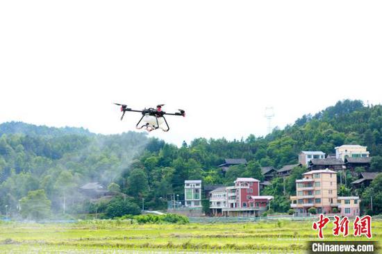 在贵州剑河县南明大坝的高标准水稻示范田，植保无人机进行喷洒作业。　杨光裢 摄