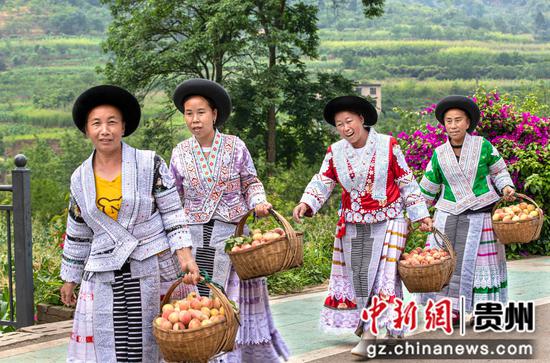 2023年6月9日，贵州省黔西市大关镇丘林村，村民搬运刚采摘的本地早熟白花桃。