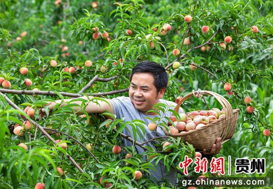 2023年6月9日，贵州省黔西市大关镇丘林村，村民采摘本地早熟白花桃。IMG_3025