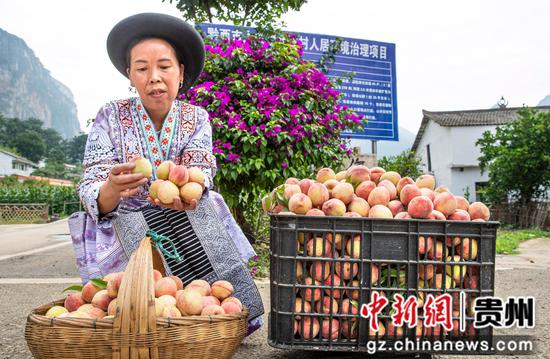 2023年6月9日，贵州省黔西市大关镇丘林村，村民把刚采摘的本地早熟白花桃装筐。