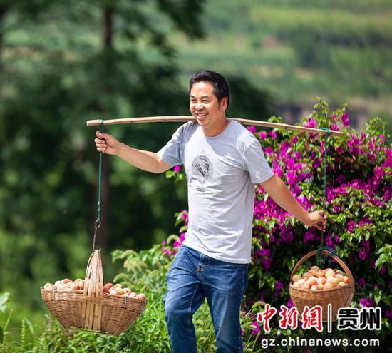 2023年6月9日，贵州省黔西市大关镇丘林村，村民挑运刚采摘的本地早熟白花桃。