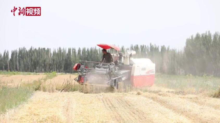 新疆南部開啟冬小麥收割
