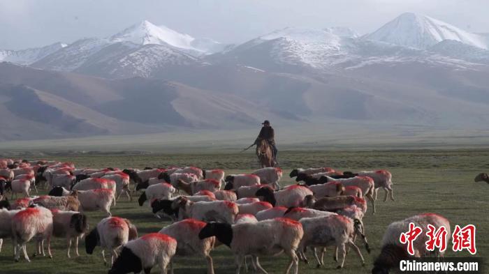 6月初，新疆巴音郭楞蒙古自治州和静县百万牲畜进入转场季。　克西克达来　摄