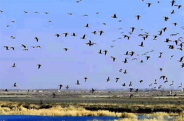 　　成群的水鸟在八户地水库栖息。

