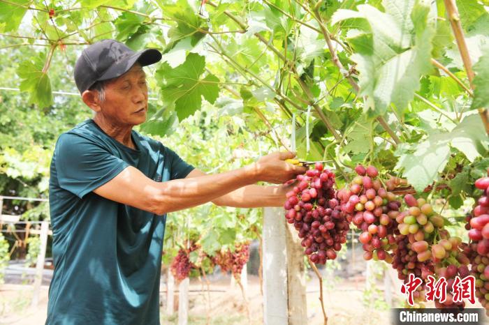 吐鲁番市福果葡萄种植农民专业合作社理事长郭丛林正在采摘成熟的新郁葡萄。　田吉斌 　摄