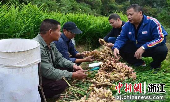 衢州第二中专老师指导村民科学种植生姜。 丽琴 摄