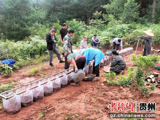 村民在大方县核桃乡中坝村天麻种植示范基地种植天麻。刘基春摄