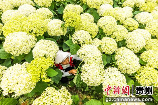 图为村民在中井村管护盛开的绣球花。 罗大富 摄