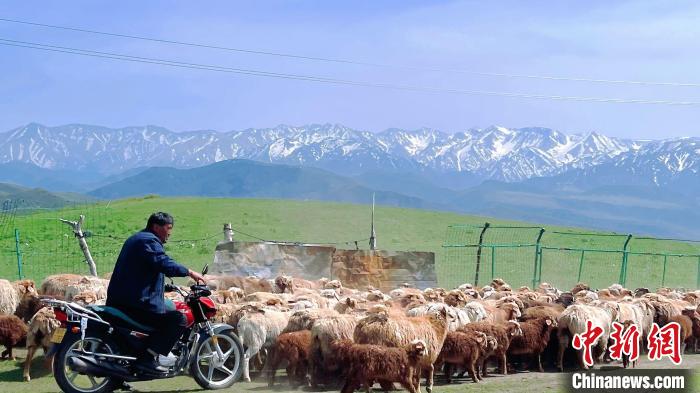 牧民正在驅(qū)趕羊群?！∨绥z