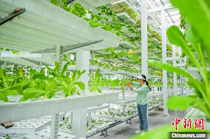 新疆昌吉州：智慧農業推動蔬菜高效種植