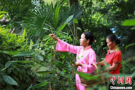 贵州省剑河县加禾村，村民在采摘粽叶。　杨家孟　摄