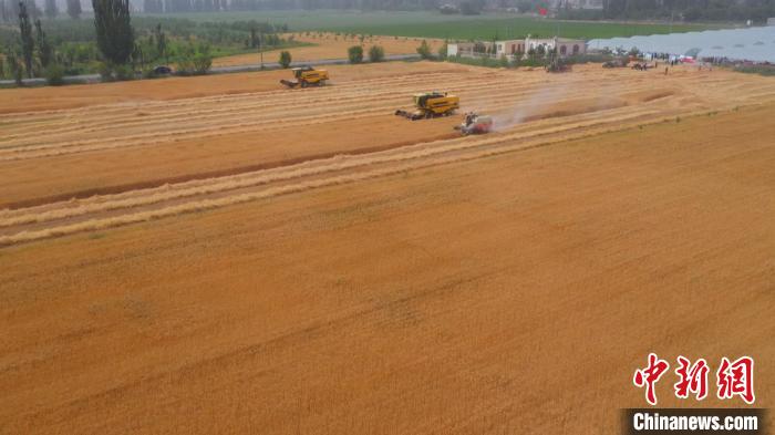新疆阿克苏市37.2万亩小麦相继成熟，大型收割机联合作业、开镰收割。　周志远　摄
