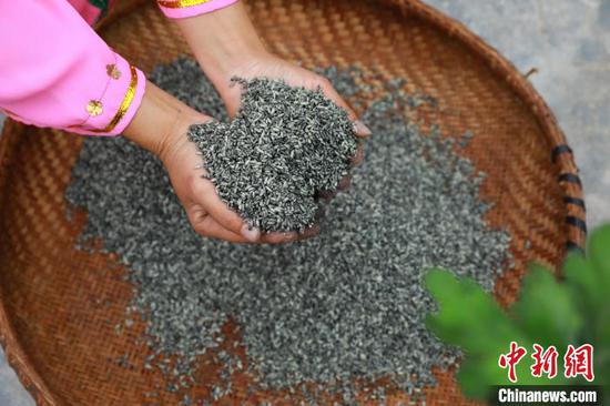 贵州省剑河县加禾村，村民展示加入草木灰的糯米。　杨家孟 摄