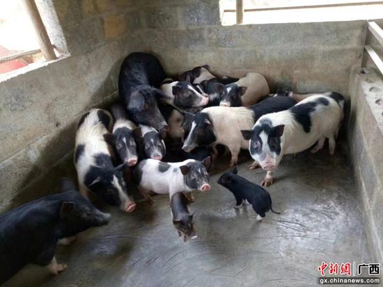 巴马县委宣传部供图