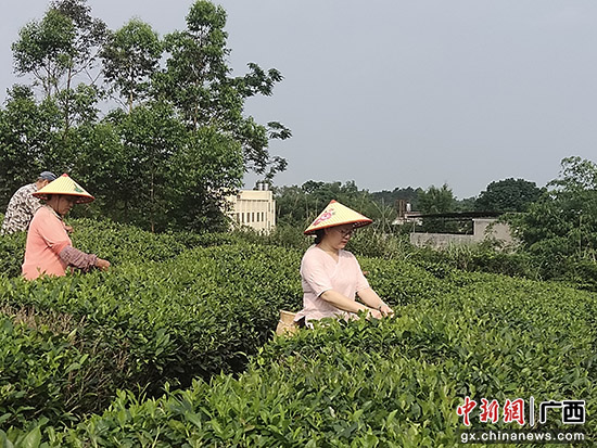 广西兴业县多举措推进茶产业高质量发展