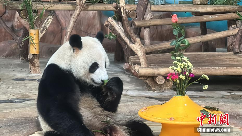 熊猫兄妹在广西南宁过生日