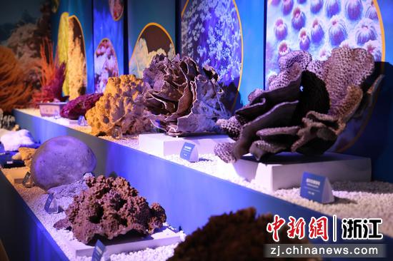 海底宫殿——珊瑚礁生物特展  浙江自然博物馆供图