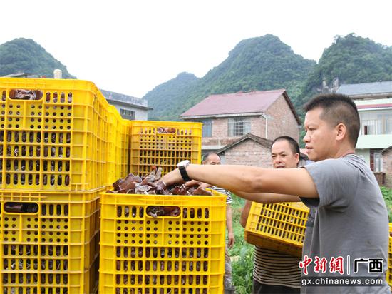 图九，6月21日，在泗顶镇儒南村拉井屯现代蔬菜大棚基地，工人们正搬运木耳。（陈普利策 摄）