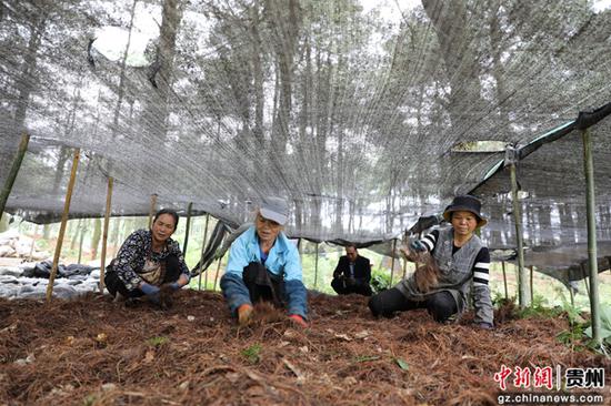 赫章县平山镇林下天麻种植基地里，务工人员正在忙着给育苗袋覆盖松叶。陈永鹏 摄