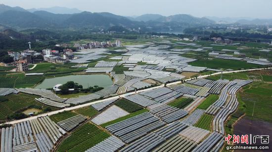 横州市那阳镇莫大村委莫渡村连片的葡萄种植大棚 黄桂兰 摄