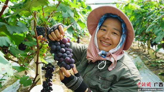 种植户李娟正忙着采摘新鲜的葡萄 黄桂兰 摄