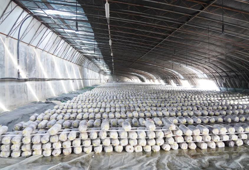 “蘑菇大王”投资1000万元建设一四八团食用菌种植基地