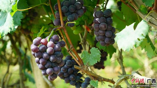 如珠似玉的巨峰葡萄迎来丰收 黄桂兰 摄