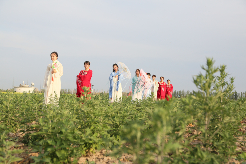 　　6月20日，昌吉市十三户村村民着汉服，在该村千亩艾草基地走秀、拍照留念。（刘华摄）

