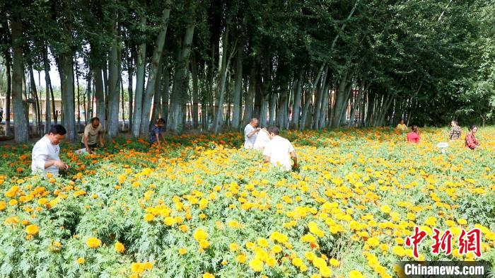 在新疆南部的喀什地区莎车县，田间地头一派忙碌，农民正采摘万寿菊。　西热古力·吾斯曼　摄
