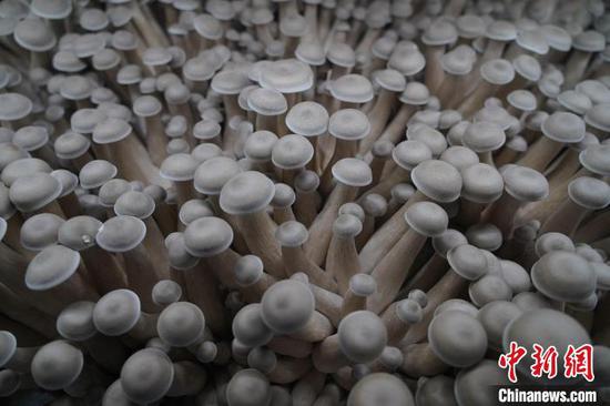 贵福菌业发展有限公司生产的鹿茸菇。　李杰　摄