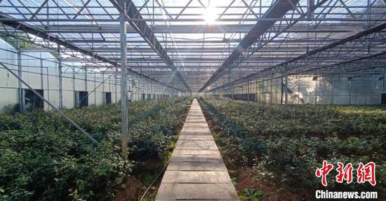 贵州黔玉油茶开发有限公司育苗基地。　黄明辉 摄