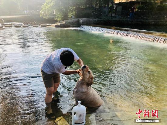 图为村民在河水中为爱犬洗澡。