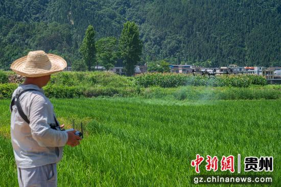 图为农户在贵州省松桃县普觉镇猫猫屯坝区使用无人机喷洒农药。唐哲 摄