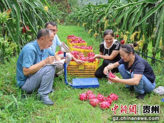 农技人员对首批火龙果进行测产。史传鸿摄