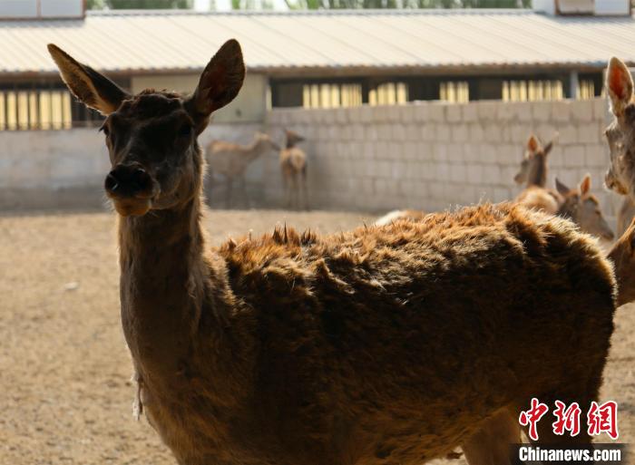目前新疆的马鹿品种主要有3个，分别为阿尔泰马鹿、天山马鹿、塔里木马鹿。图为天山马鹿。　刘佳乐　摄