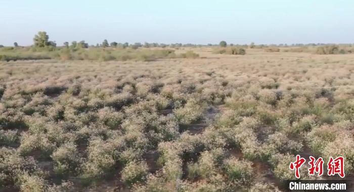 新疆尉犁县现有160万亩罗布麻，其不仅有改善环境的作用，还可以产生经济价值。　巴特尔达拉　摄