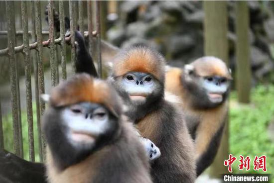 图为生活在梵净山野生动物救护中心的黔金丝猴。　杨伟 摄