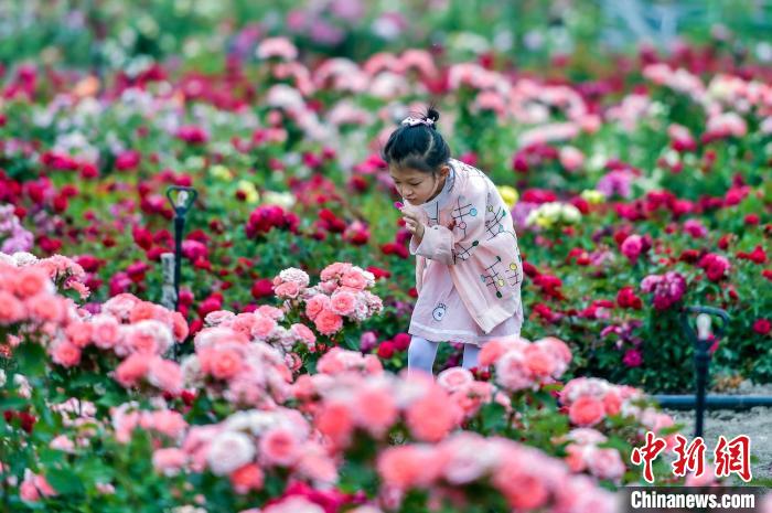 烏魯木齊市郊50畝玫瑰花相繼綻放