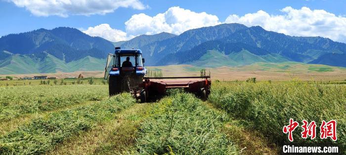 在察布查尔县的山区，“铁牛”在红豆草地里收割饲草。　华岩明　摄