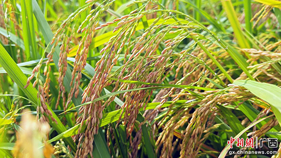 ​广西桂平逾63万亩水稻抽穗扬花 丰收在望