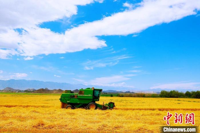 收割机在田间穿梭，博州“麦”向丰收又一年。　博州融媒体中心供图