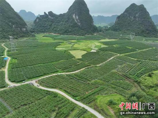 图为武平镇武平街百香果种植基地