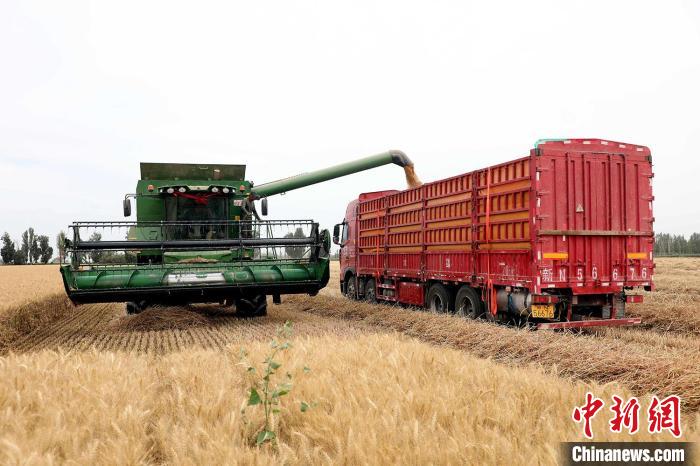 在第一师阿拉尔市，大型联合收割机正在收获小麦。　林国强　摄