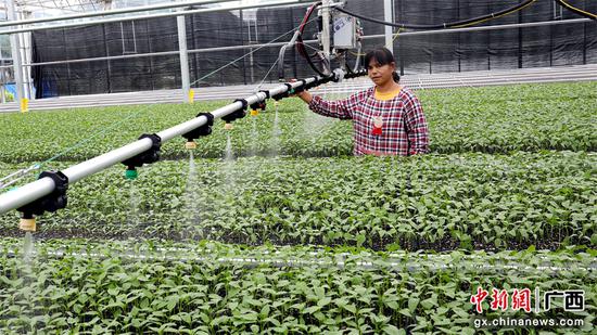 图为工人在平桂区设施农业产业园的育秧大棚为彩椒苗喷洒水。陶胜平 摄