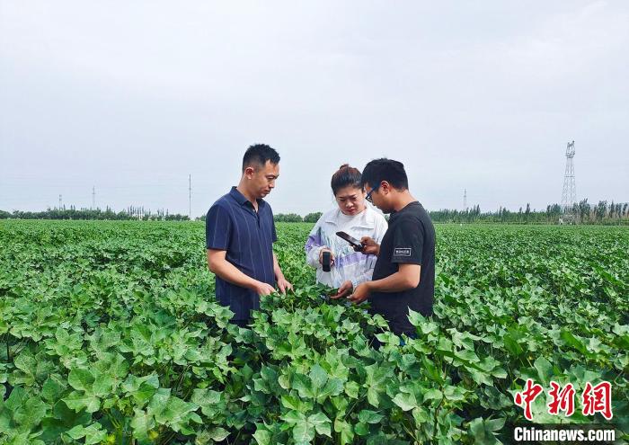 农技人员通过便携式营养监测仪检测棉花叶片的氮磷钾含量。　高磊　摄