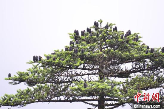 图为生长在贵州梵净山上的国家一级保护植物——梵净山冷杉。　杨伟 摄